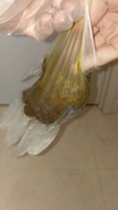 Free Scat Porn