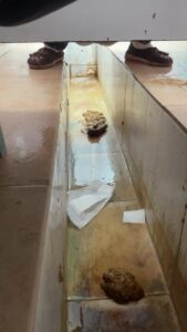 Free Scat Porn
