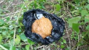 Free Scat Porn