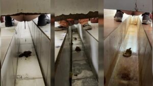 Free Scat Porn