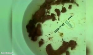 Free Scat Porn