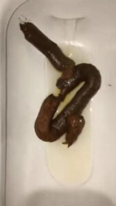 Free Scat Porn