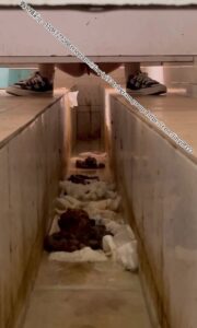 Free Scat Porn