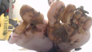 Free Scat Porn