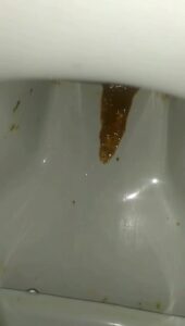 Free Scat Porn