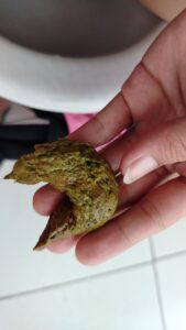 Free Scat Porn