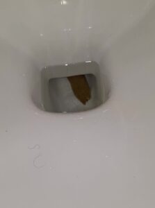 Free Scat Porn