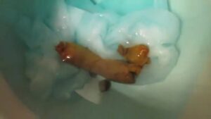 Free Scat Porn