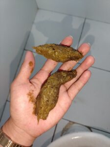 Free Scat Porn