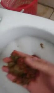 Free Scat Porn
