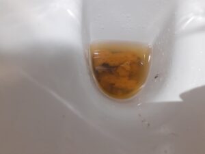 Free Scat Porn