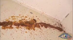 Free Scat Porn