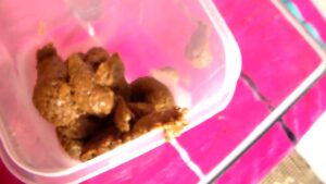 Free Scat Porn