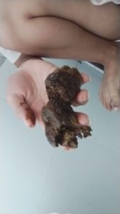 Free Scat Porn