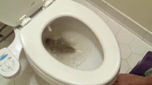 Free Scat Porn