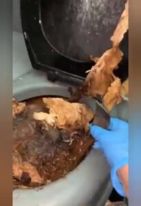 Free Scat Porn