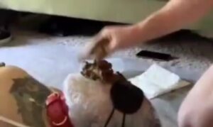 Free Scat Porn