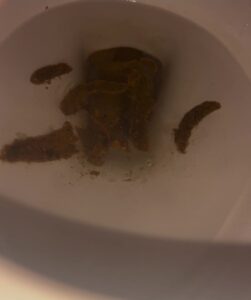 Free Scat Porn