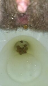 Free Scat Porn