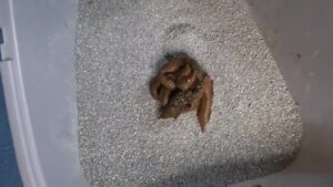 Free Scat Porn
