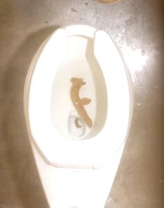 Free Scat Porn