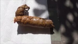 Free Scat Porn