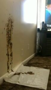 Free Scat Porn