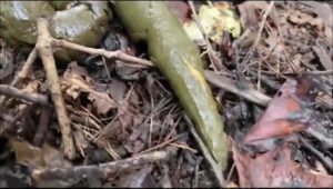 Free Scat Porn