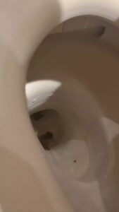Free Scat Porn