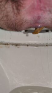 Free Scat Porn
