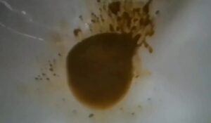 Free Scat Porn
