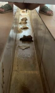 Free Scat Porn