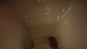 Free Scat Porn
