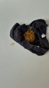 Free Scat Porn