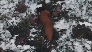 Free Scat Porn