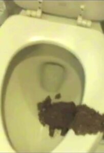 Free Scat Porn