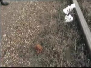 Free Scat Porn