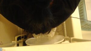 Free Scat Porn