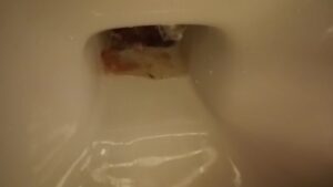 Free Scat Porn