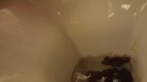 Free Scat Porn