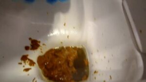 Free Scat Porn