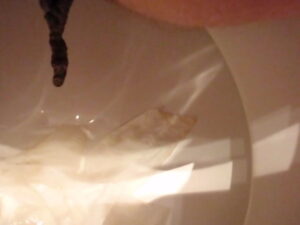Free Scat Porn