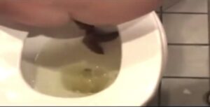 Free Scat Porn
