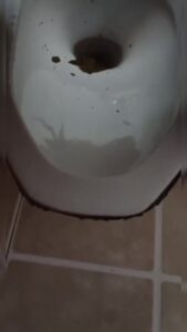 Free Scat Porn