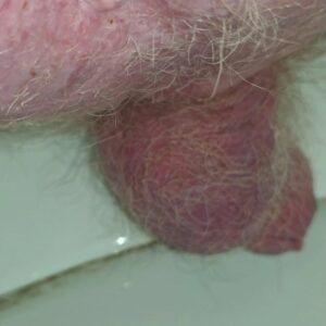 Free Scat Porn