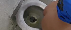 Free Scat Porn