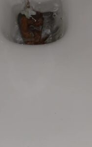 Free Scat Porn