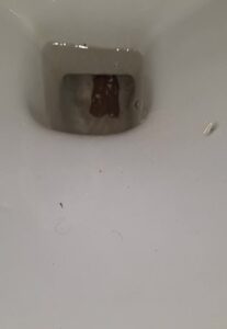 Free Scat Porn