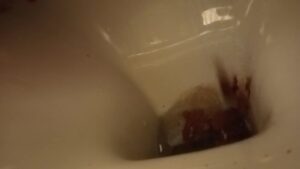 Free Scat Porn