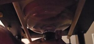 Free Scat Porn